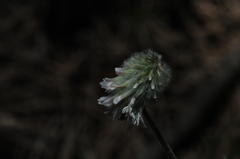 Trifolium eriocephalum