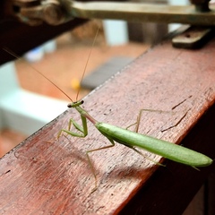Miomantis caffra