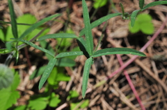 Trifolium eriocephalum