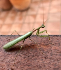 Miomantis caffra