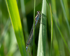 Coenagrion lunulatum