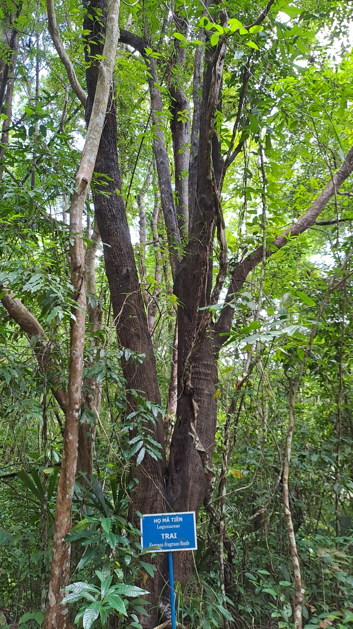 Trai lí (Cyrtophyllum fragrans)