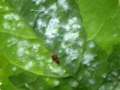 Aleurothrixus floccosus