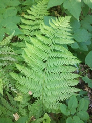 Dryopteris intermedia