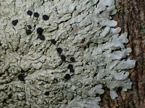Pyxine cocoes