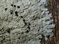 Buttoned rosette lichen