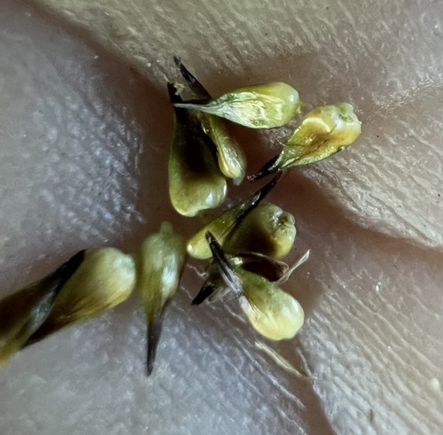 Image of Carex jonesii by (c) Steve Matson, some rights reserved (CC BY)
