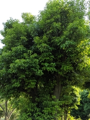 Quercus glauca