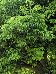 Quercus glauca
