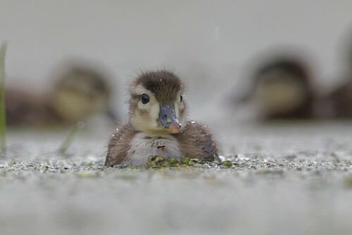 Canard carolin, jeune