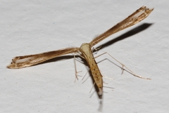 Bipunctiphorus dimorpha