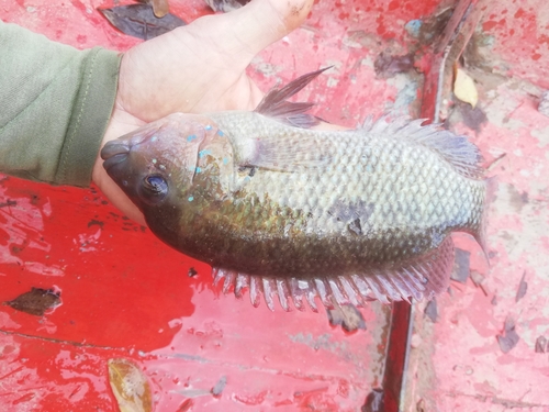 Umbee cichlid (Kronoheros umbriferus) — Cichlidae — 3