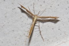 Bipunctiphorus dimorpha