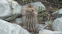 Echinocereus armatus