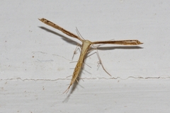 Bipunctiphorus dimorpha