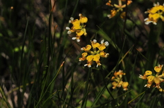 Hosackia pinnata
