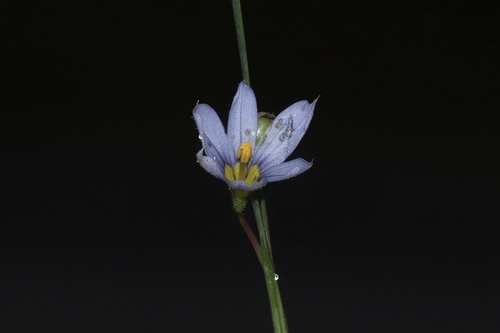 Sisyrinchium mucronatum iNat (2)