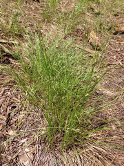 Carex multicaulis