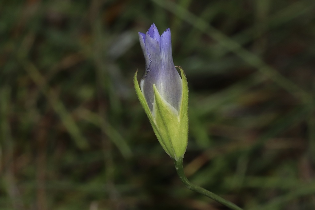 Macoun's gentian in July 2024 by Dustin Snider · iNaturalist