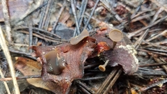 Ciboria rufofusca