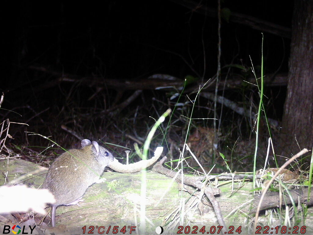 Grassland Melomys
