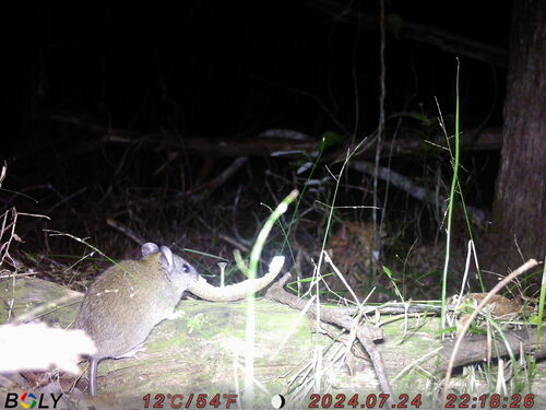 Grassland Melomys