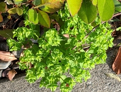 Euphorbia peplus