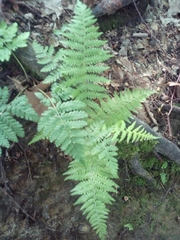 Dryopteris intermedia