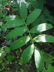 Polygonatum multiflorum