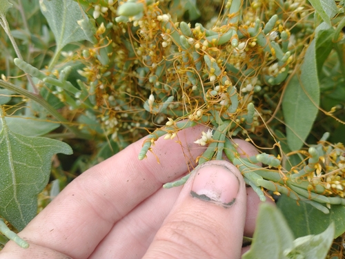 Image of Cuscuta pacifica by no rights reserved