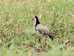 Vanellus crassirostris