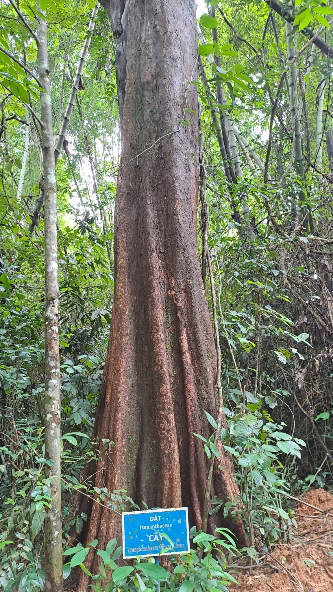 Kơ nia (Irvingia malayana)