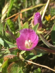 Clarkia davyi