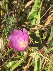 Clarkia davyi