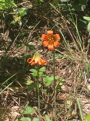 Lilium maritimum