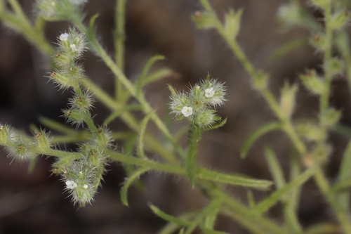 Image of Cryptantha fendleri by (c) Dustin Snider, some rights reserved (CC BY)