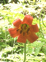 Lilium maritimum
