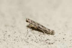 Neurobathra strigifinitella