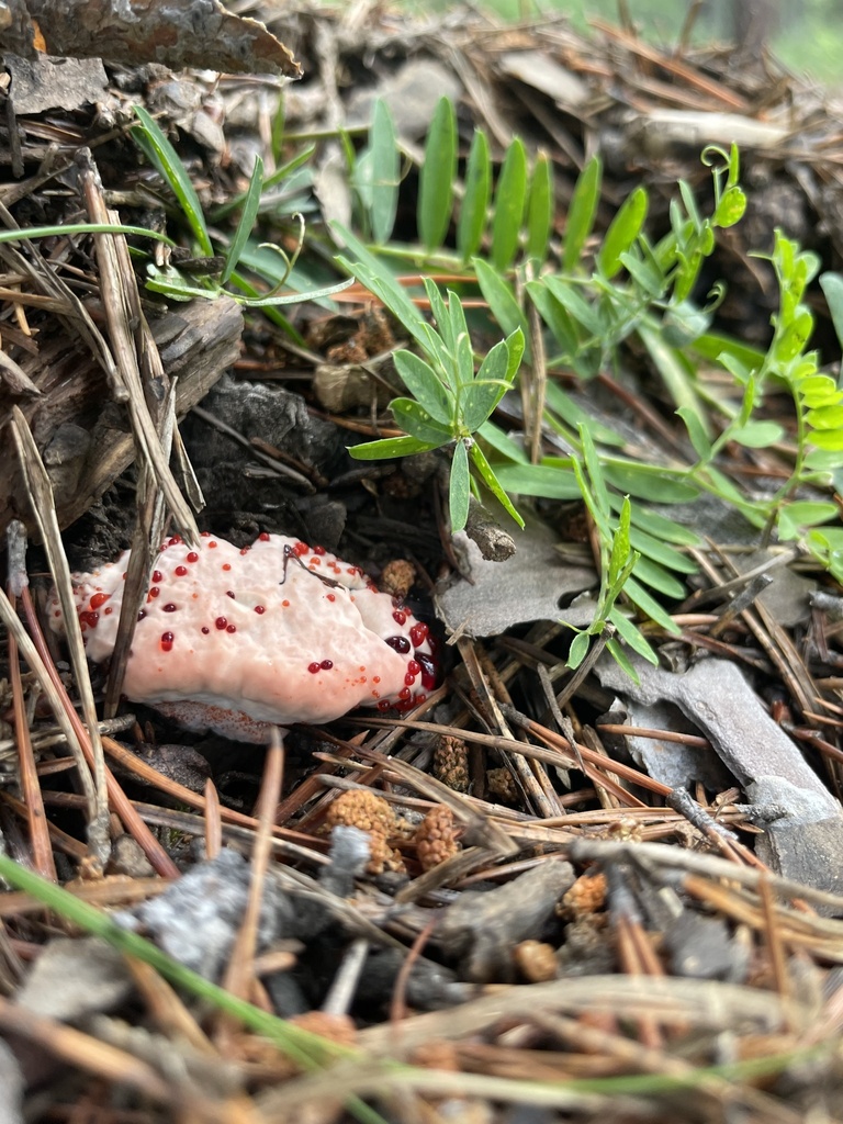 Hydnellum peckii · July 2024 · photo: © abogomazova (iNaturalist, cc-by)