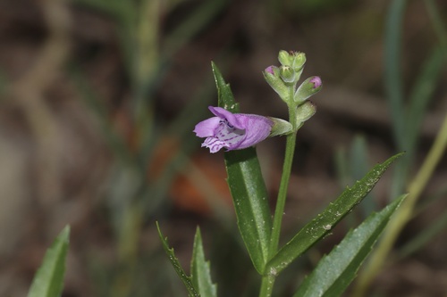 Image of Physostegia ledinghamii by (c) Dustin Snider, some rights reserved (CC BY)
