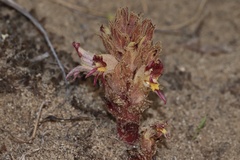 Orobanchaceae (Phelypaea)