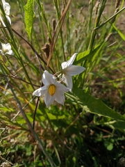Solanum carolinense