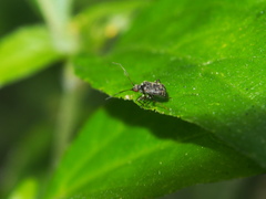 Charagochilus longicornis