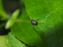 Charagochilus longicornis