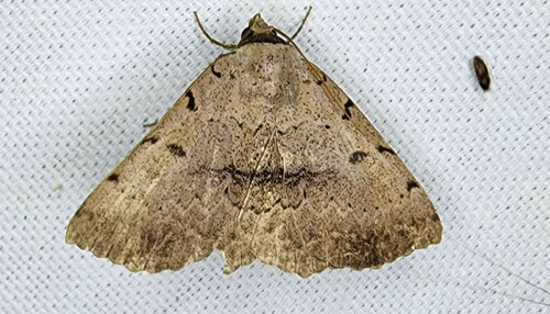 Moon-lined Moth photo 4