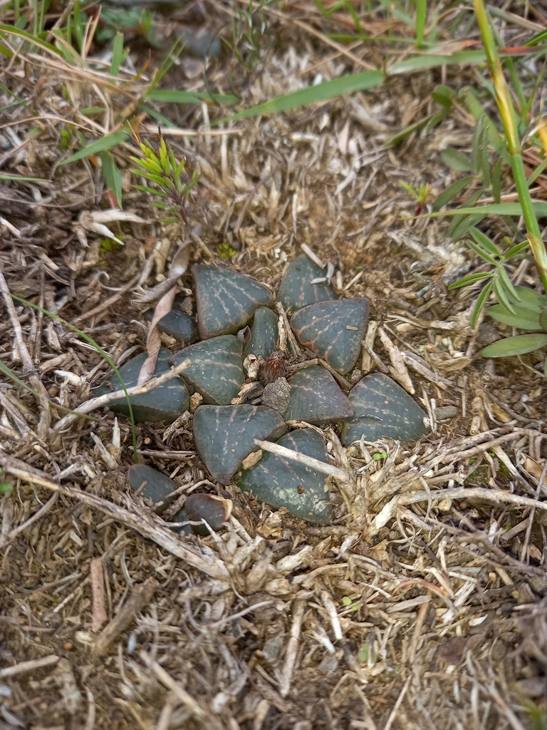 Haworthia pygmaea, Eden, ZA-WC, ZA
