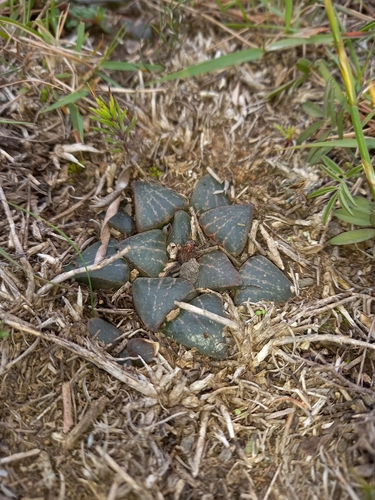 Image of Haworthia pygmaea by (c) Christiaan Viljoen, some rights reserved (CC BY)