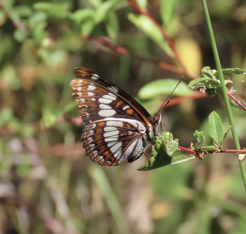 Lorquin's Admiral photo 5