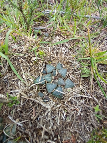 Haworthia pygmaea