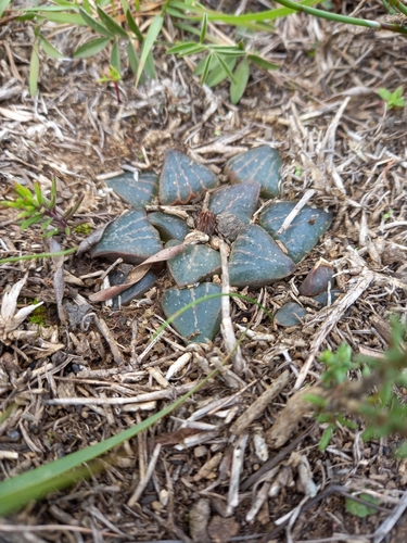 Haworthia pygmaea